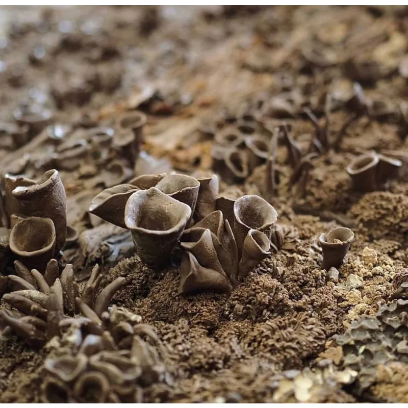 Вебинар "Шоколадные текстуры" (Lyubov Ki, cakeit_nsk)