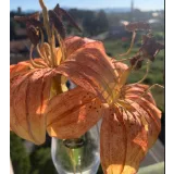 Курс “Вафельная флористика 2.0” (Татьяна Ефремова)