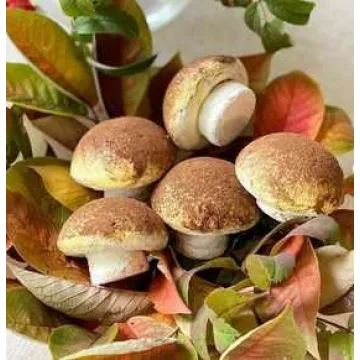 Зефирные грибы (zefirka_ekb_)