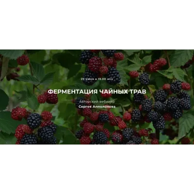 Ферментация чайных трав (Сергей Апполонов)