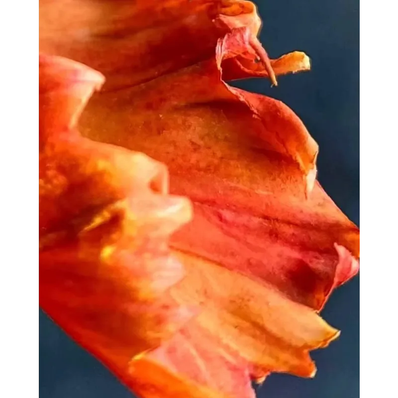 Тюльпан попугай из сахарной мастики. Май 2021 (elenawilkinson)