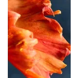 Тюльпан попугай из сахарной мастики. Май 2021 (elenawilkinson)