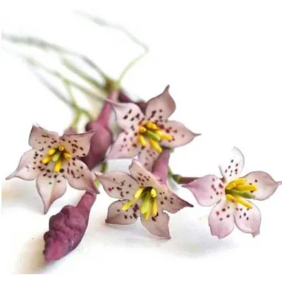 [Где торт?] Сахарная Ротмания (Евгения Бочарова)