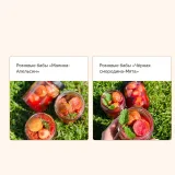 [mkarkhipova] Учусь печь. Тариф Пеку всё (Надежда Архипова)