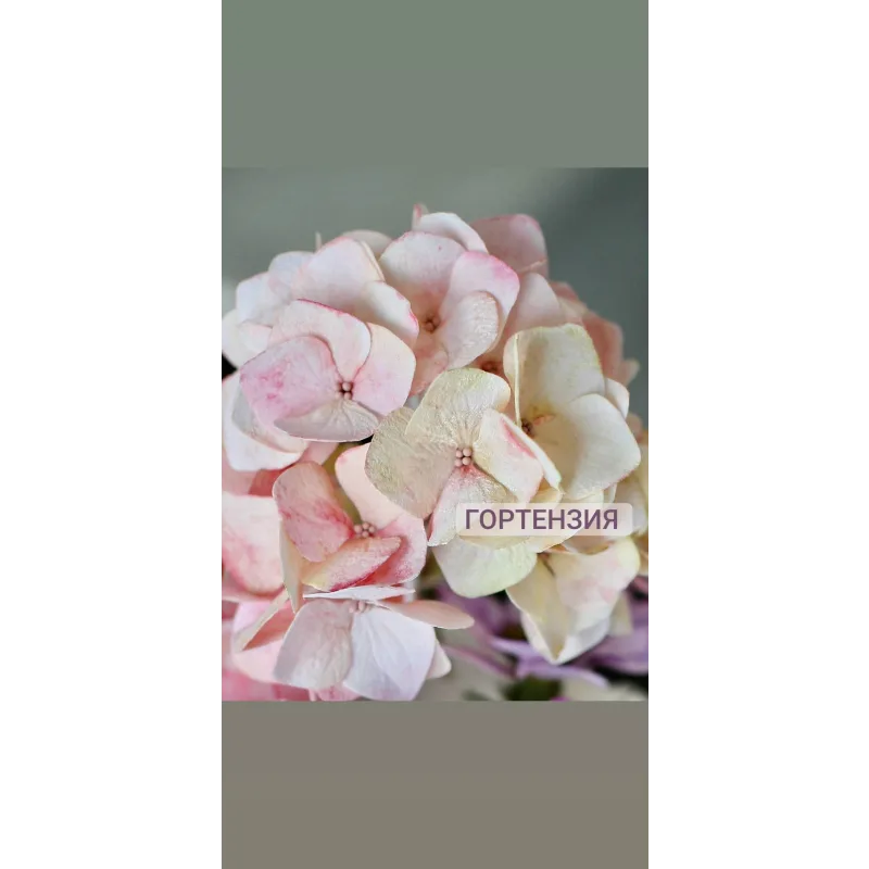 Серия Видео-уроков по вафельной флористике (Олеся Яшина)