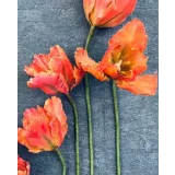 Тюльпан попугай из сахарной мастики. Май 2021 (elenawilkinson)