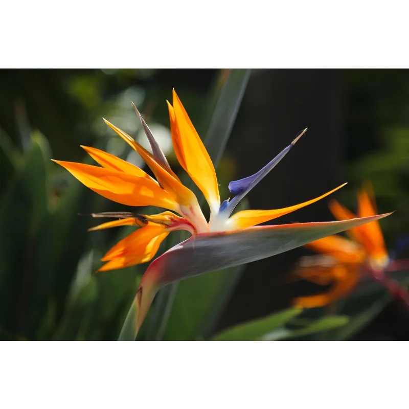 [Cake pro] Онлайн-курс "Экзотические цветы" (Елена Решетняк)