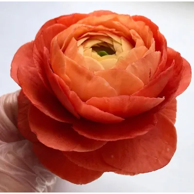 Шокофлористика. Тариф «Хочу максимум» (Art.torte)