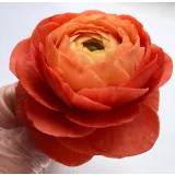 Шокофлористика. Тариф «Хочу максимум» (Art.torte)