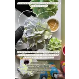 Мастер-класс по зефирным капкейкам "Гортензии". 15 августа (Марина Невская, Nebesnyii_mindal)