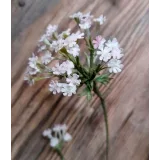 [cakeit_nsk] Курс Вафельные цветы «Лето» (Любовь Ки)