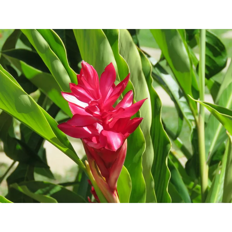 [Cake pro] Онлайн-курс "Экзотические цветы" (Елена Решетняк)