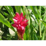 [Cake pro] Онлайн-курс "Экзотические цветы" (Елена Решетняк)