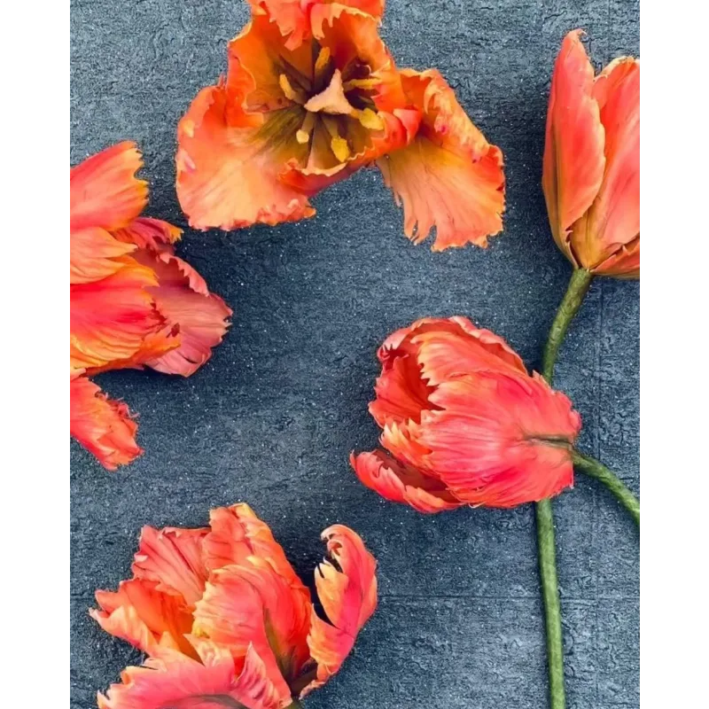 Тюльпан попугай из сахарной мастики. Май 2021 (elenawilkinson)