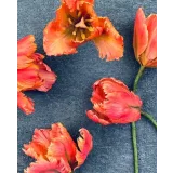 Тюльпан попугай из сахарной мастики. Май 2021 (elenawilkinson)