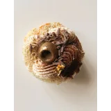 Вау! Рулеты (Кристина Шумская) @shumskaya_desserts