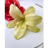 Шокофлористика. Тариф «Хочу максимум» (Art.torte)