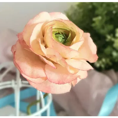 [Где торт?] Вафельный Ранункулюс (Евгения Бочарова)