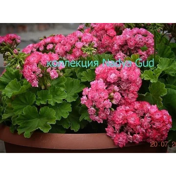 Авторский курс по уходу за пеларгонией,геранью (Надежда Гуд)