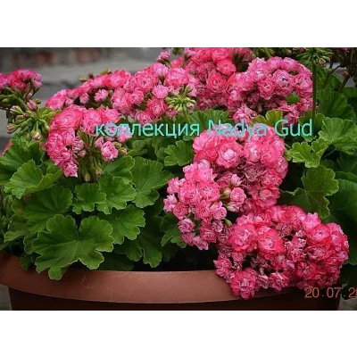 Авторский курс по уходу за пеларгонией,геранью (Надежда Гуд)