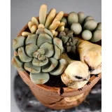 Торт в виде горшка (MARIA MAGRAT, mrs.magrat)