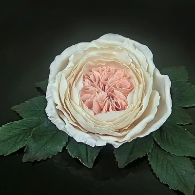 Английская Роза из пластичного шоколада(Елена Чуприна)