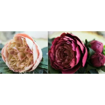 Шоколадные пионы (Tori Pteat)