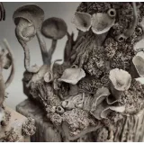 Вебинар "Шоколадные текстуры" (Lyubov Ki, cakeit_nsk)