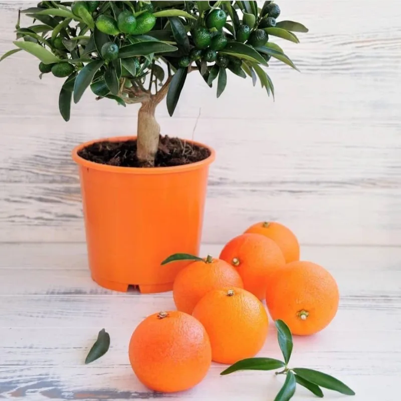 Кондитерский марафон 2.0 (Динара Касько)