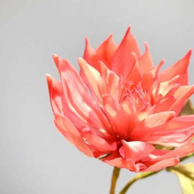 [Где торт?] Сахарный Цветок Георгин (Евгения Бочарова)