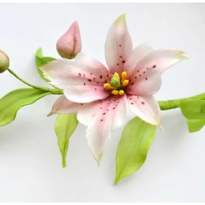 [Где торт?] Цветок Номохарис из сахарной мастики (Евгения Бочарова)