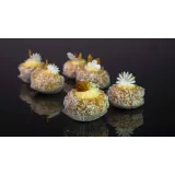 [Pastry-School] Птифуры и фуршетные пирожные (Елена Крохмаль)