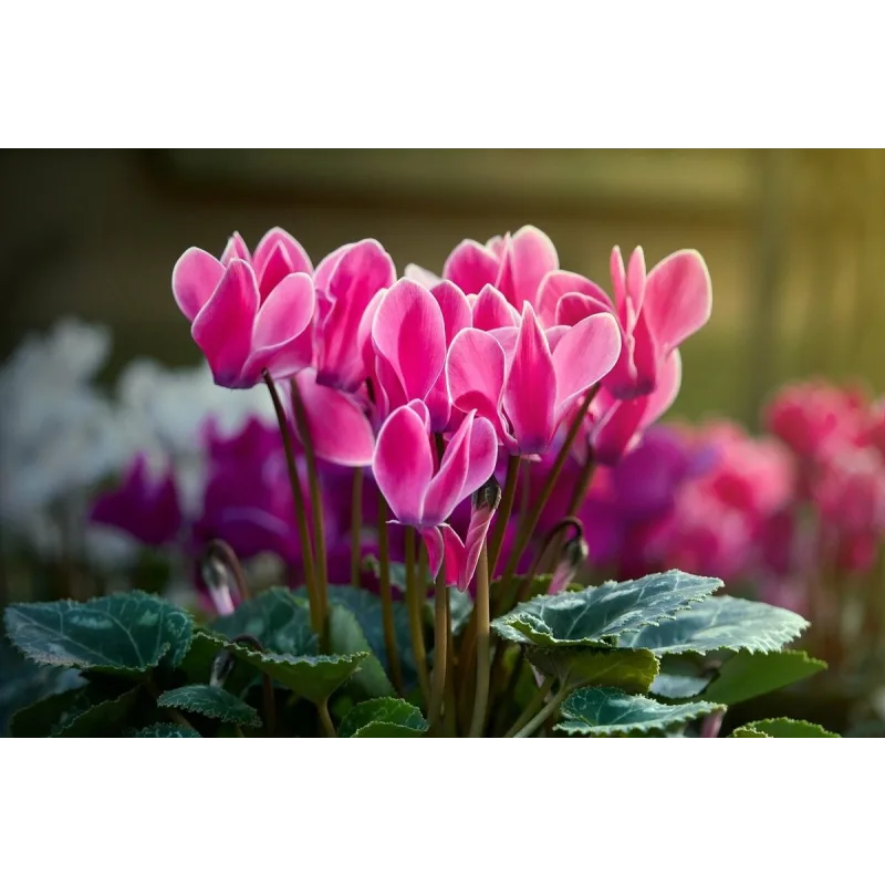 [Cake pro] Онлайн-курс "Экзотические цветы" (Елена Решетняк)