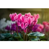 [Cake pro] Онлайн-курс "Экзотические цветы" (Елена Решетняк)