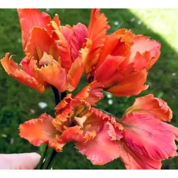 Тюльпан попугай из сахарной мастики. Май 2021 (elenawilkinson)