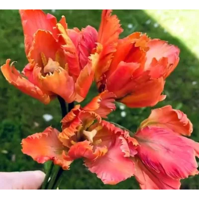 Тюльпан попугай из сахарной мастики. Май 2021 (elenawilkinson)