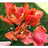 Тюльпан попугай из сахарной мастики. Май 2021 (elenawilkinson)