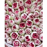 Махровые зефирные тюльпаны (Ляйсян Казыргалина)