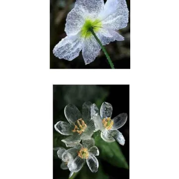 Рецепт прозрачного холодного фарфора "Полимерный хрусталь" или "Морское стекло" (anri-irene)