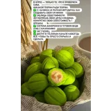 Курс ОреШИК (Ольга Маличава)
