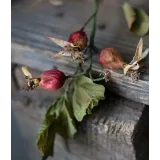 [cakeit_nsk] Курс Вафельные цветы «Лето» (Любовь Ки)