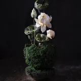 [anechkacake] Торт “Цветение лотоса” (Анна Сухова)