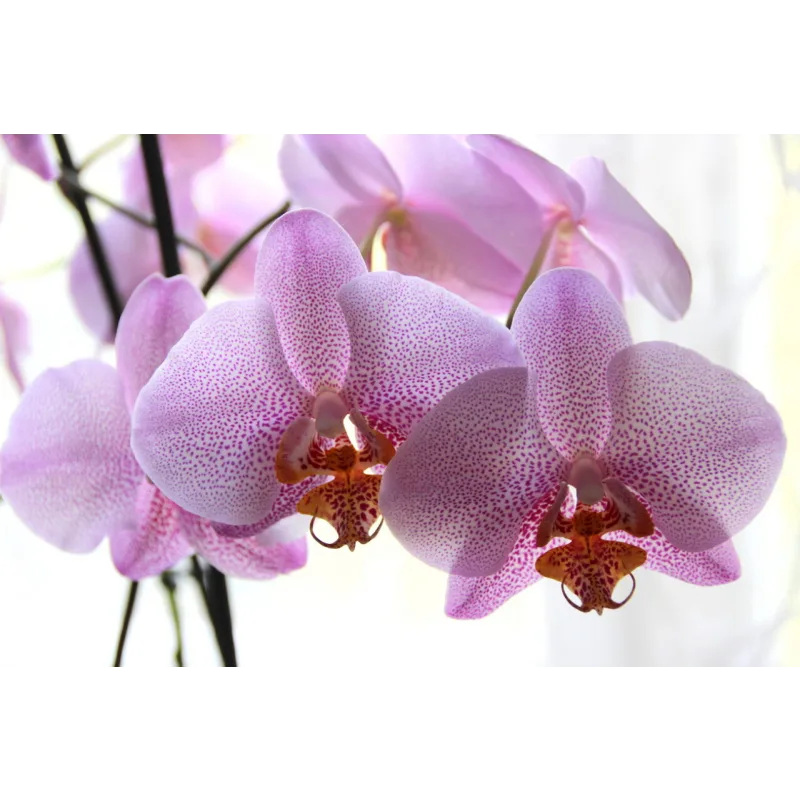 [Cake pro] Онлайн-курс "Экзотические цветы" (Елена Решетняк)