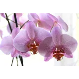 [Cake pro] Онлайн-курс "Экзотические цветы" (Елена Решетняк)