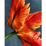 Тюльпан попугай из сахарной мастики. Май 2021 (elenawilkinson)