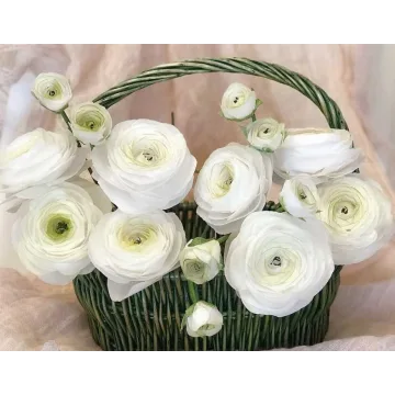 Ранункулюс из вафельной бумаги (Алена Орлова)