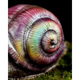 Торт "Радужная улитка" (MARIA MAGRAT, mrs.magrat)