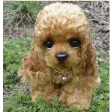 Тедди песик (Астанина Людмила)