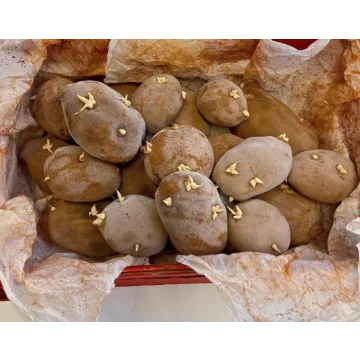 [Сake Deco] Пирожное «Картошка» (Кристина Дольник)