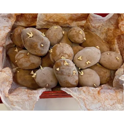 [Сake Deco] Пирожное «Картошка» (Кристина Дольник)